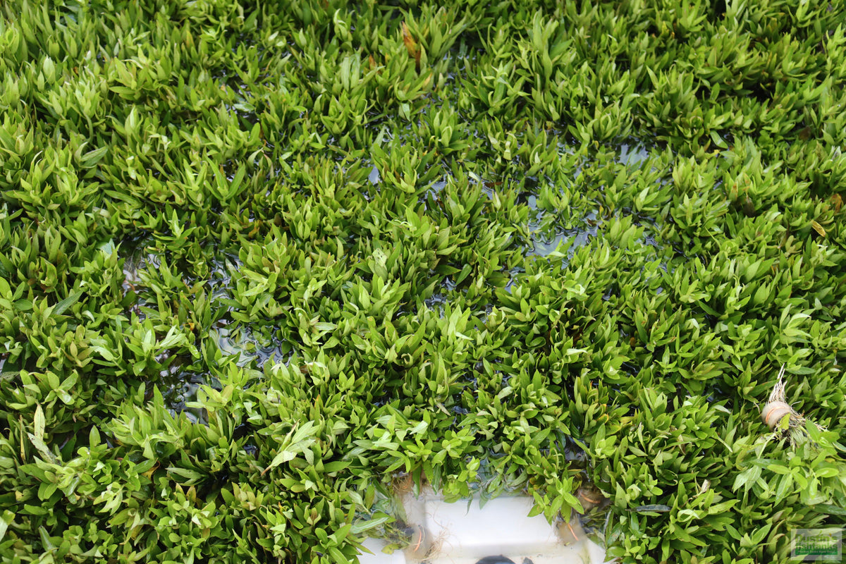 Hygrophila Corymbosa Parawitota_Rugged Aquarium Plant for Sale