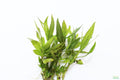 Live Hygrophila Aquarium Plant, Default Title
