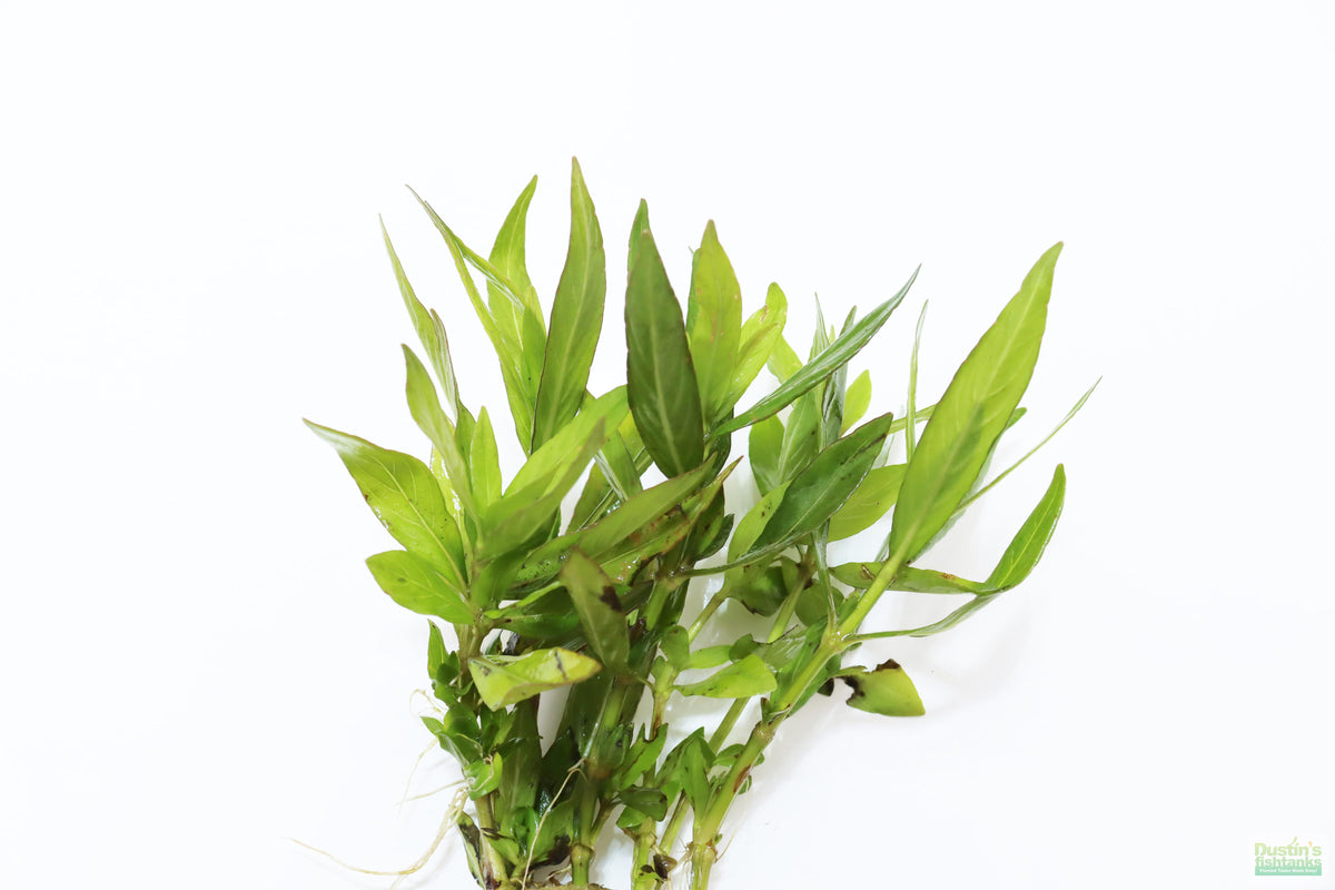 Live Hygrophila Aquarium Plant, Default Title