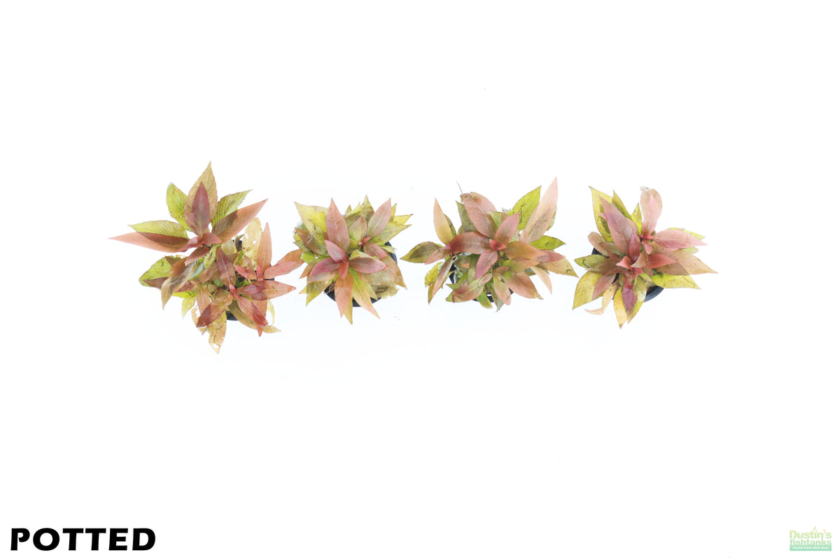 Hygrophila Corymbosa Compacta_super easy low light foreground aquarium plant_aquarium plants for sale