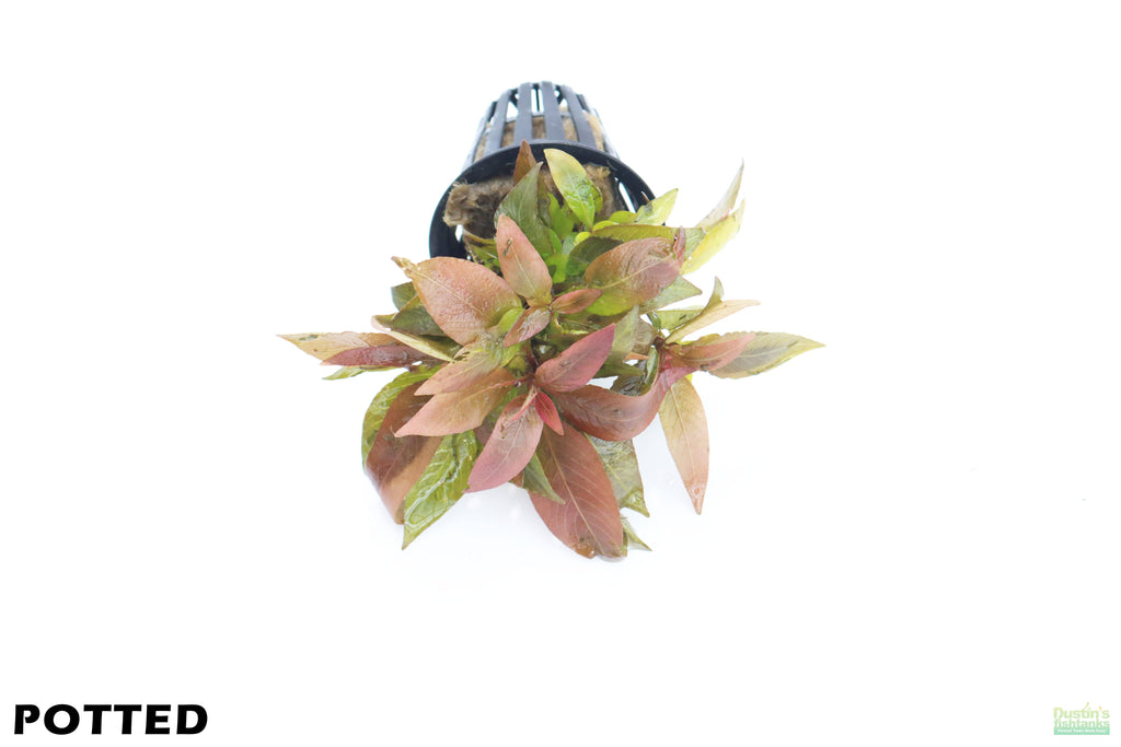 Hygrophila Corymbosa Compacta_super easy low light foreground aquarium plant_aquarium plants for sale