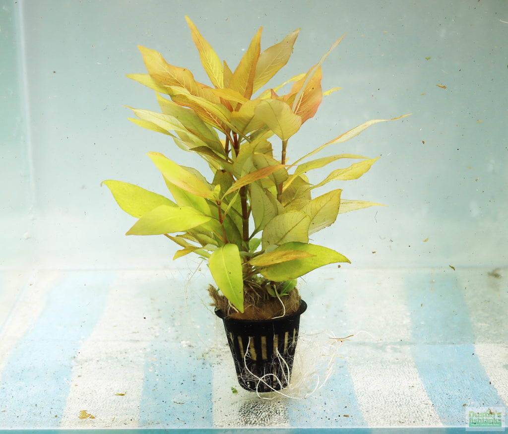 Hygrophila Corymbosa Compacta_Potted_Super Easy Low Light Foreground Aquarium Plant_Aquarium Plant for sale