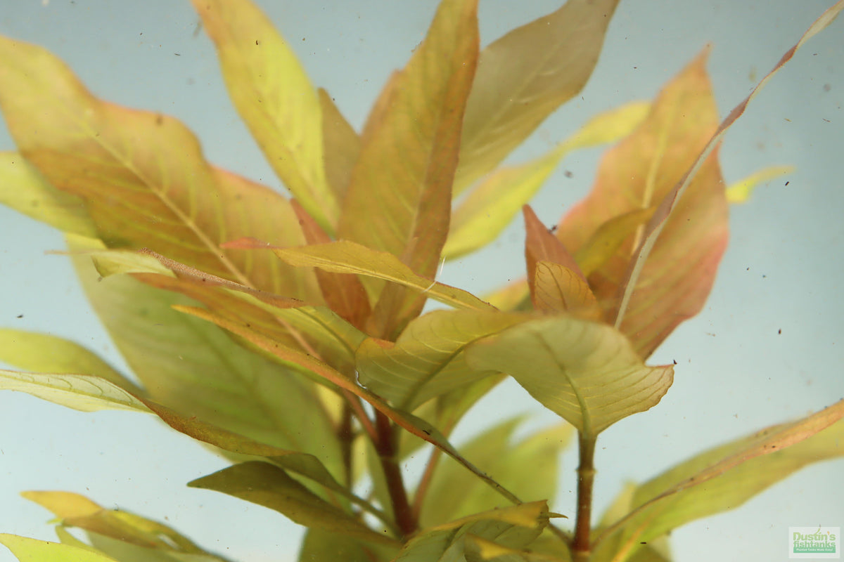 Hygrophila Corymbosa Compacta_Potted_Super Easy Low Light Foreground Aquarium Plant_Aquarium Plant for sale
