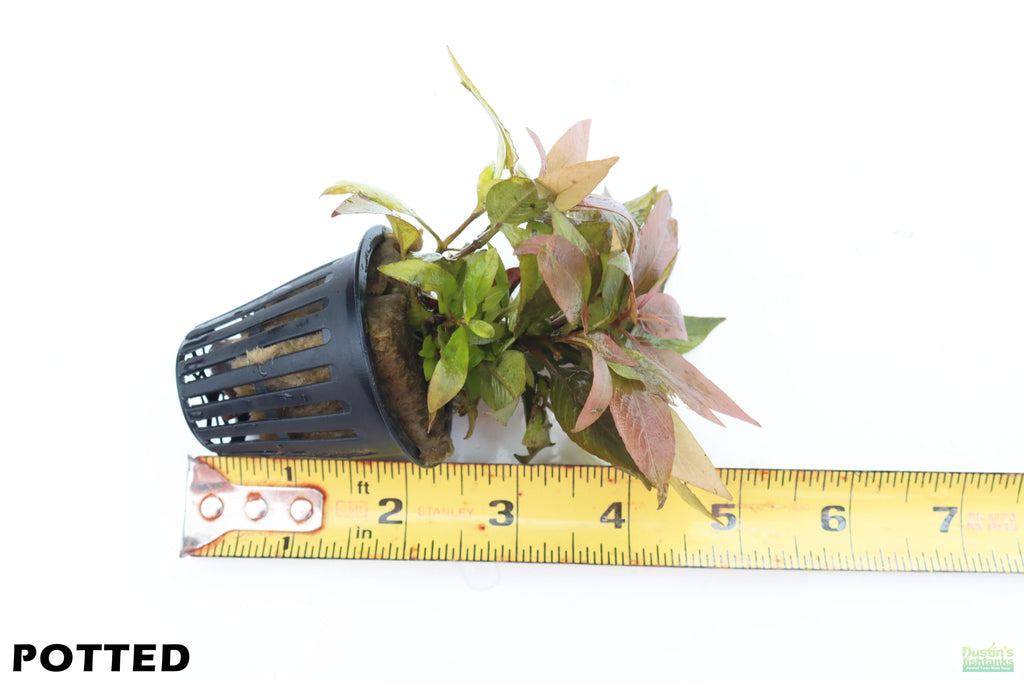 Hygrophila Corymbosa Compacta_super easy low light foreground aquarium plant_aquarium plants for sale