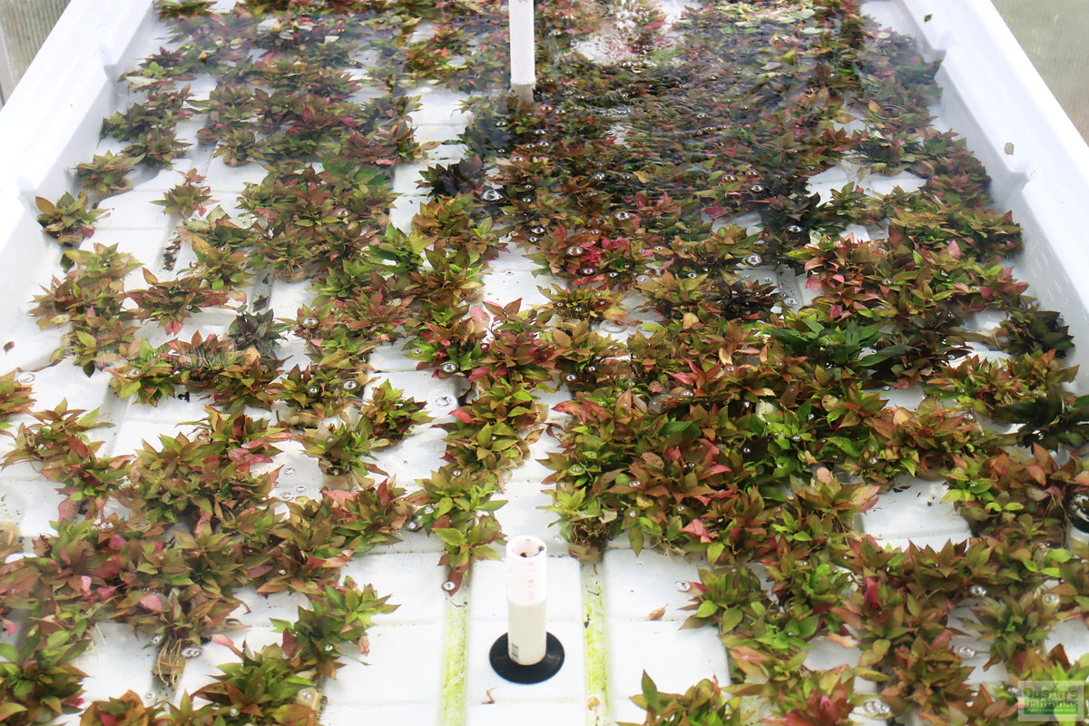 Hygrophila Compact_Hygrophila corymbosa compacta_Super easy low light foreground aquarium plant for sale