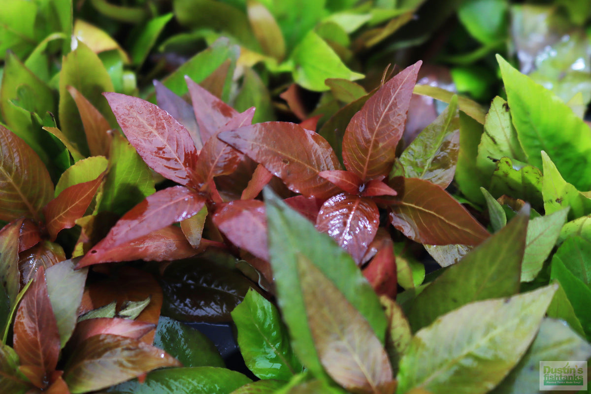 Hygrophila Corymbosa Compacta_super seasy low light foreground aquarium plant_aquarium plants for sale