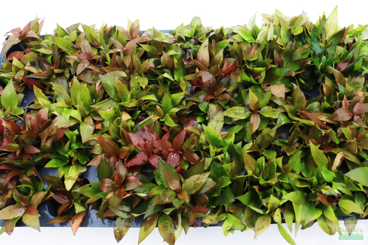 Hygrophila Corymbosa Compacta_super seasy low light foreground aquarium plant_aquarium plants for sale