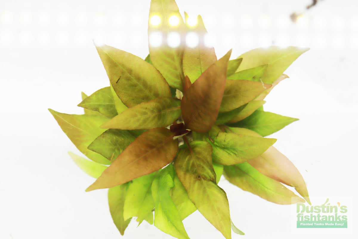 Hygrophila Corymbosa Compacta_super seasy low light foreground aquarium plant_aquarium plants for sale