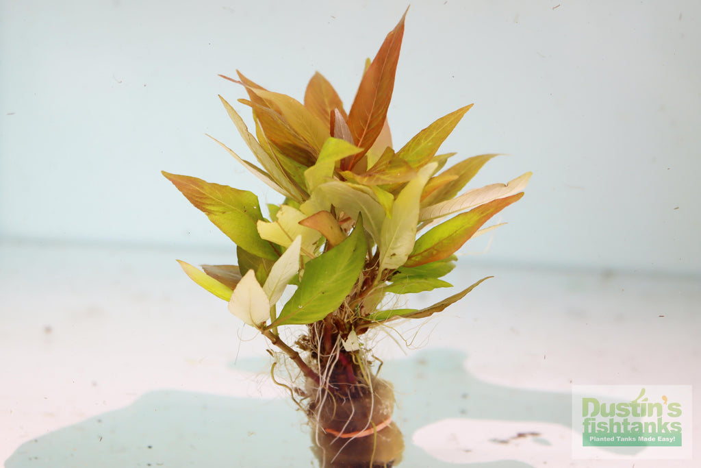 Hygrophila Corymbosa Compacta_super seasy low light foreground aquarium plant_aquarium plants for sale
