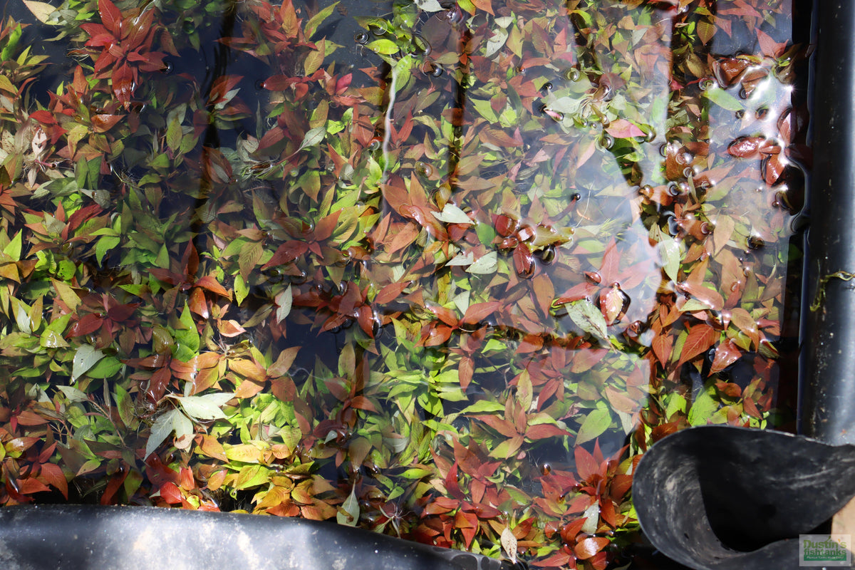 Hygrophila Corymbosa Compacta_super seasy low light foreground aquarium plant_aquarium plants for sale