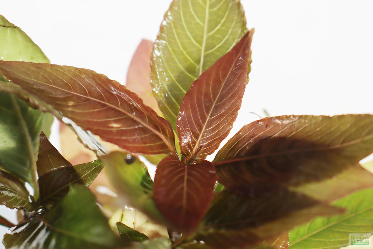 Hygrophila Corymbosa Compacta_super seasy low light foreground aquarium plant_aquarium plants for sale