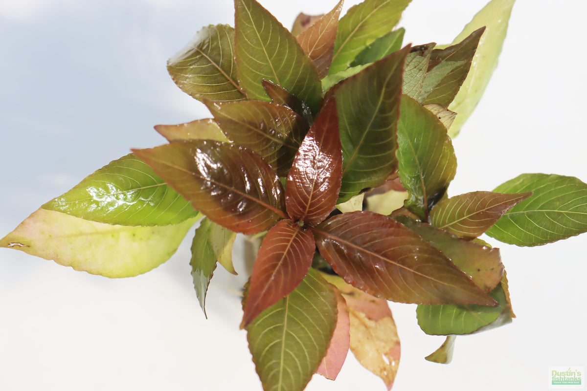 Hygrophila Corymbosa Compacta_super seasy low light foreground aquarium plant_aquarium plants for sale