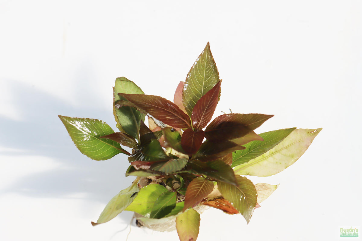 Hygrophila Corymbosa Compacta_super seasy low light foreground aquarium plant_aquarium plants for sale