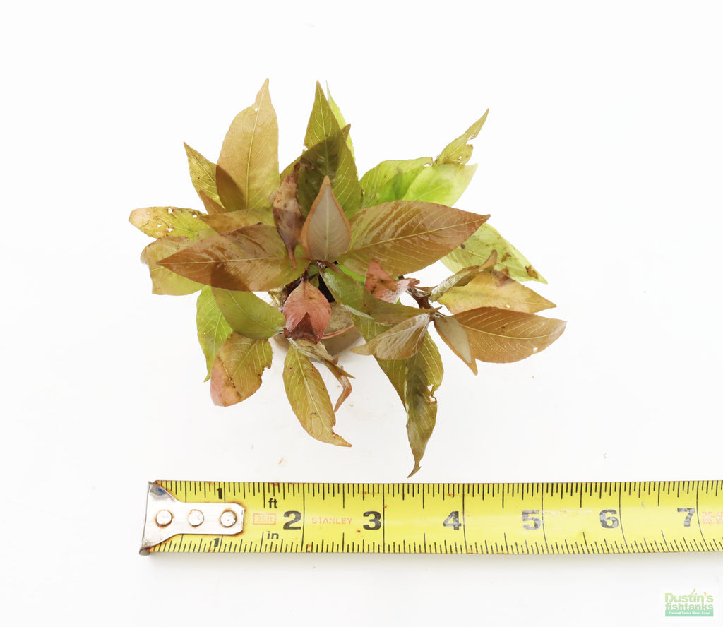 Hygrophila Corymbosa Compacta_super seasy low light foreground aquarium plant_aquarium plants for sale