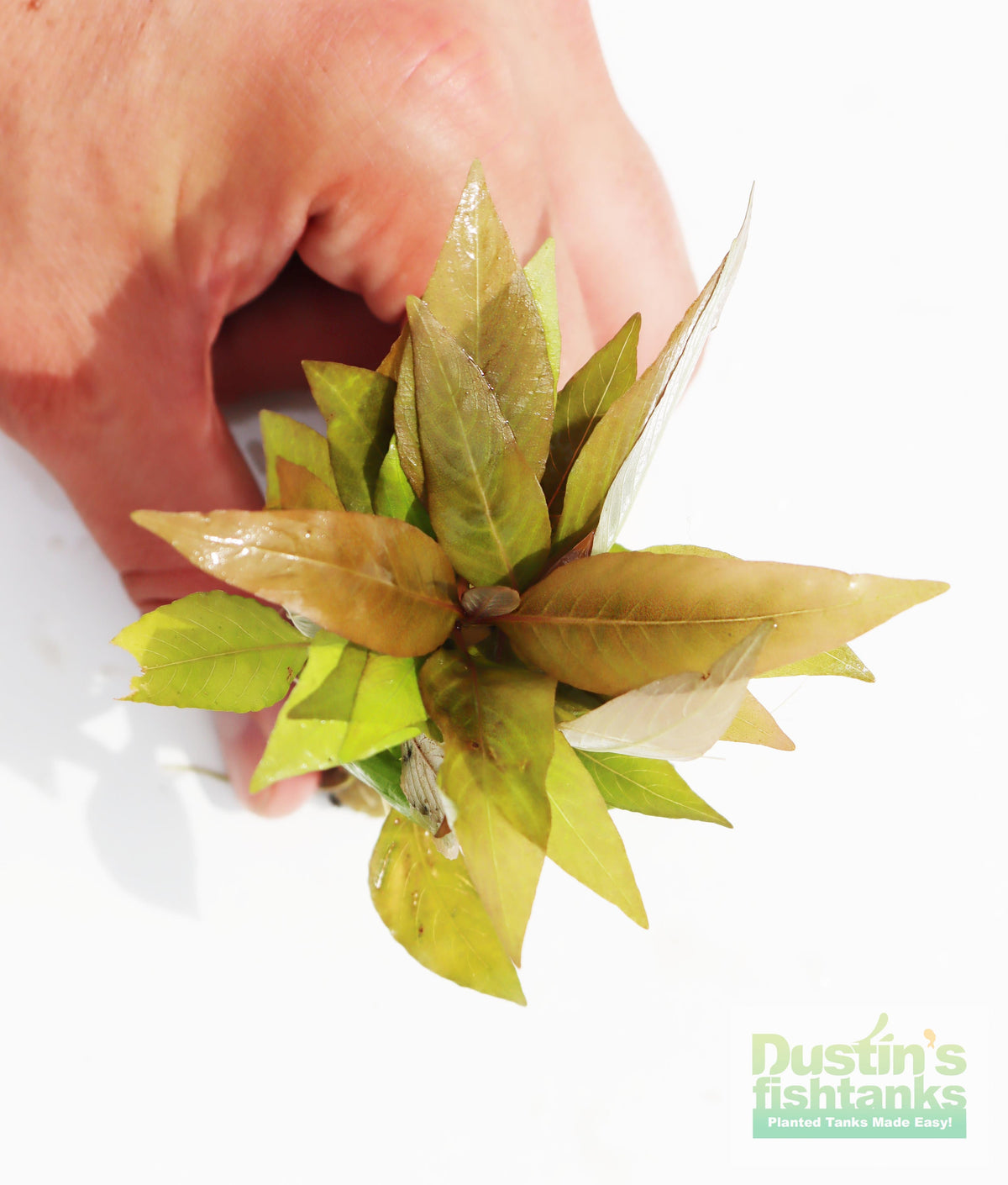 Hygrophila Corymbosa Compacta_super seasy low light foreground aquarium plant_aquarium plants for sale