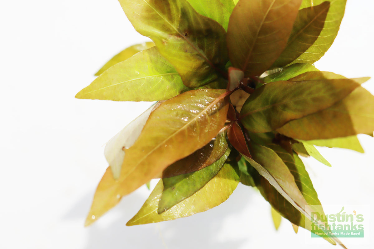 Hygrophila Corymbosa Compacta_super seasy low light foreground aquarium plant_aquarium plants for sale