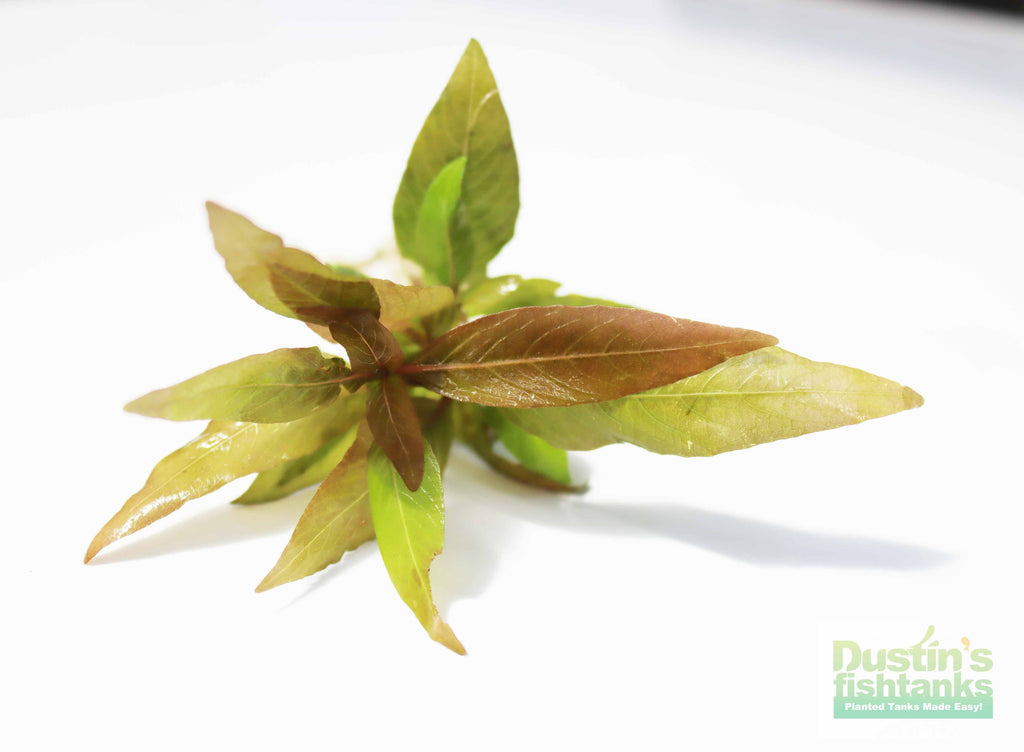 Hygrophila Corymbosa Compacta_super seasy low light foreground aquarium plant_aquarium plants for sale
