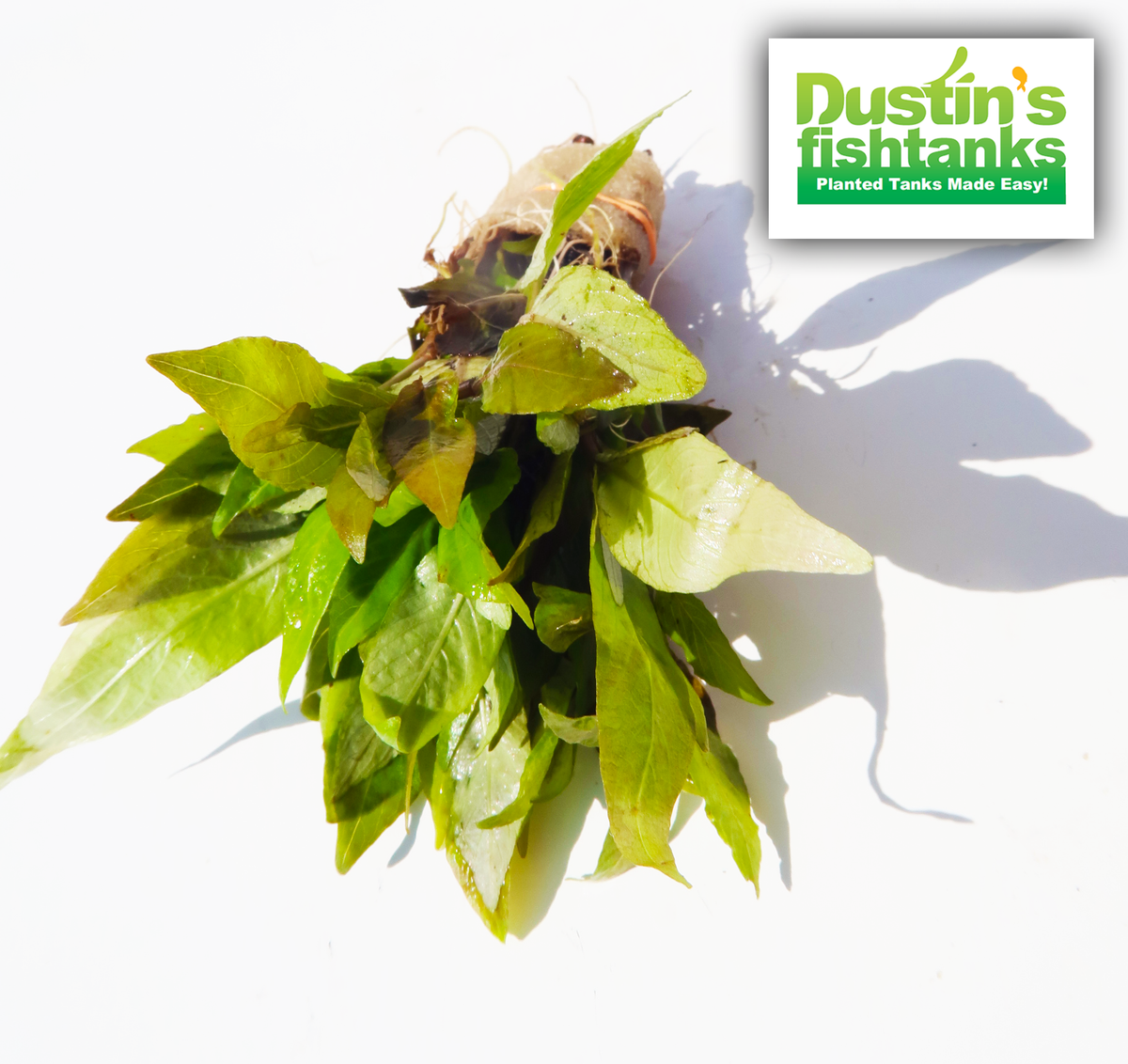Hygrophila Compact for sale on Dustin's FishtanksHygrophila Corymbosa Compacta_super seasy low light foreground aquarium plant_aquarium plants for sale