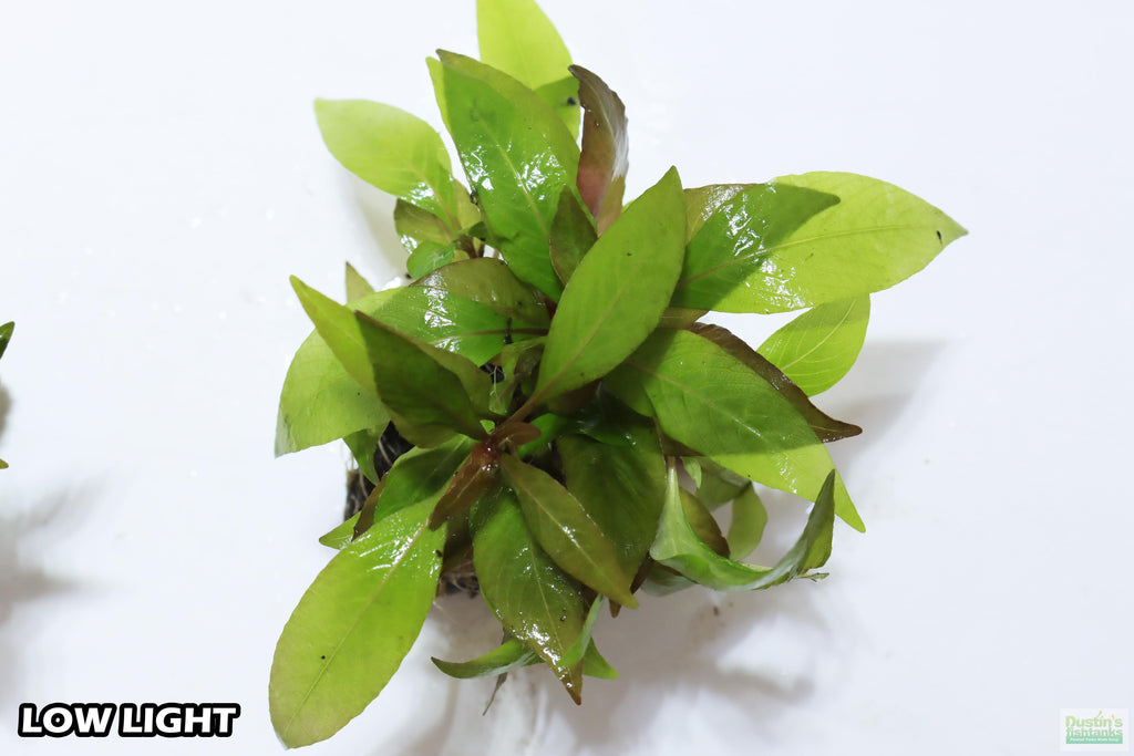 Hygrophila Corymbosa Compacta_super seasy low light foreground aquarium plant_aquarium plants for sale