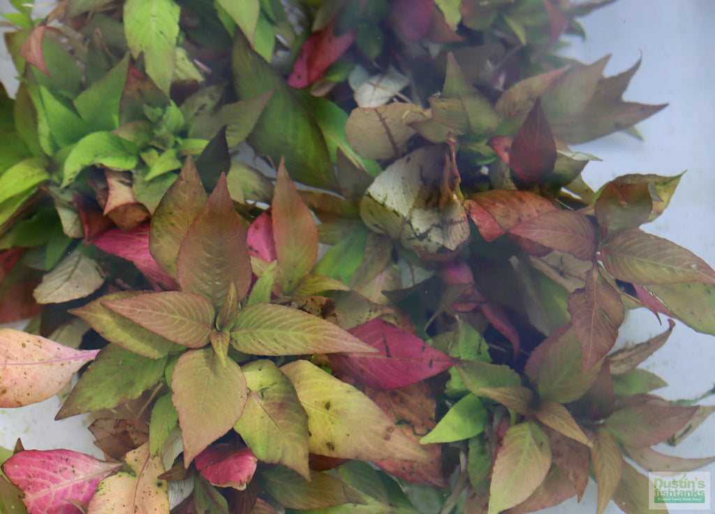 Hygrophila Compact_Hygrophila corymbosa compacta_Super easy low light foreground aquarium plant for sale