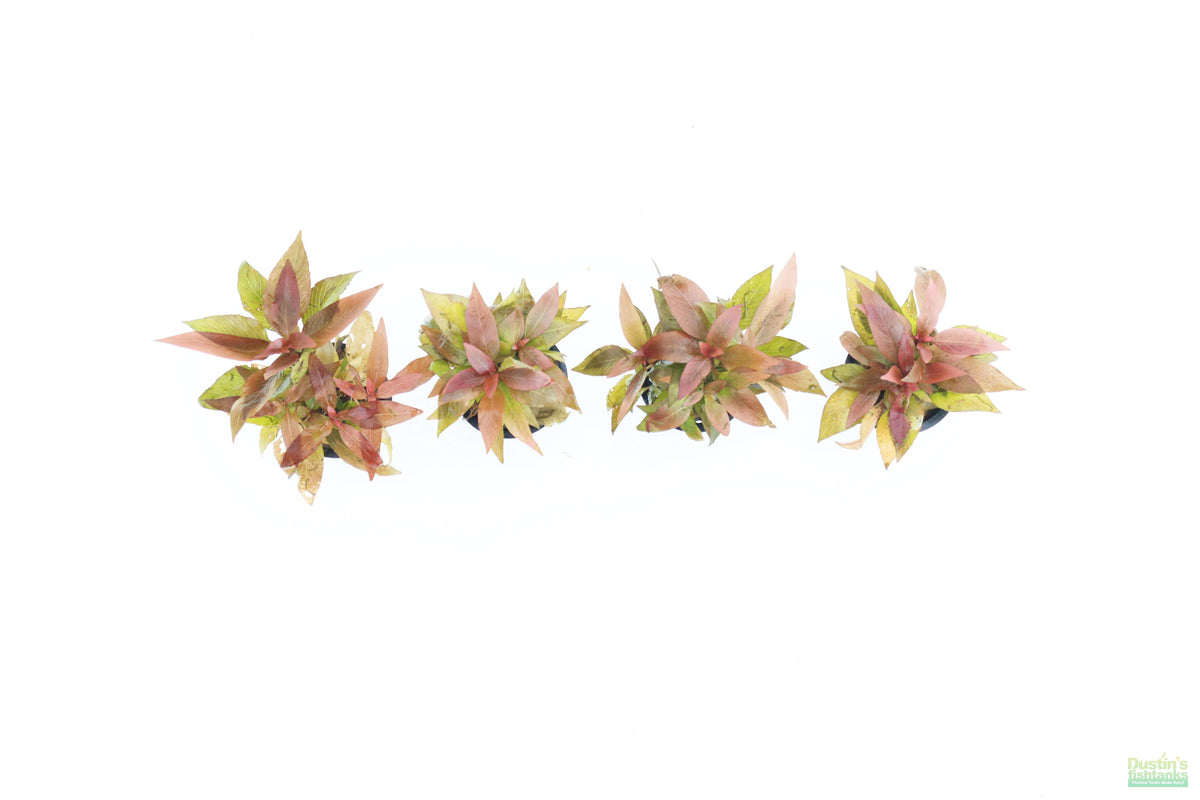Hygrophila Corymbosa Compacta_super easy low light foreground aquarium plant_aquarium plants for sale