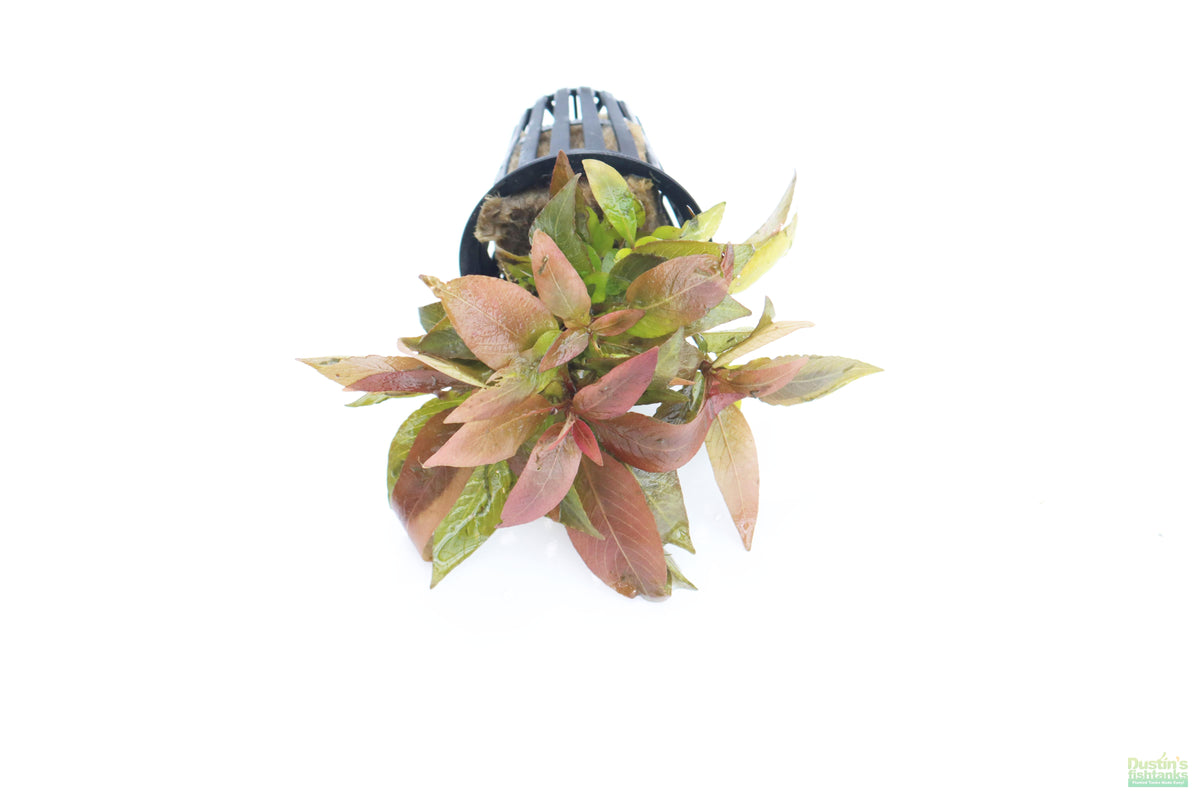 Hygrophila Corymbosa Compacta_super easy low light foreground aquarium plant_aquarium plants for sale