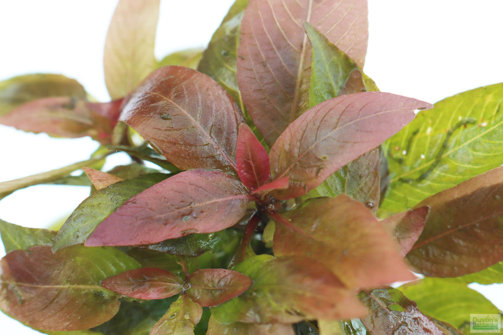Hygrophila Corymbosa Compacta_super easy low light foreground aquarium plant_aquarium plants for sale