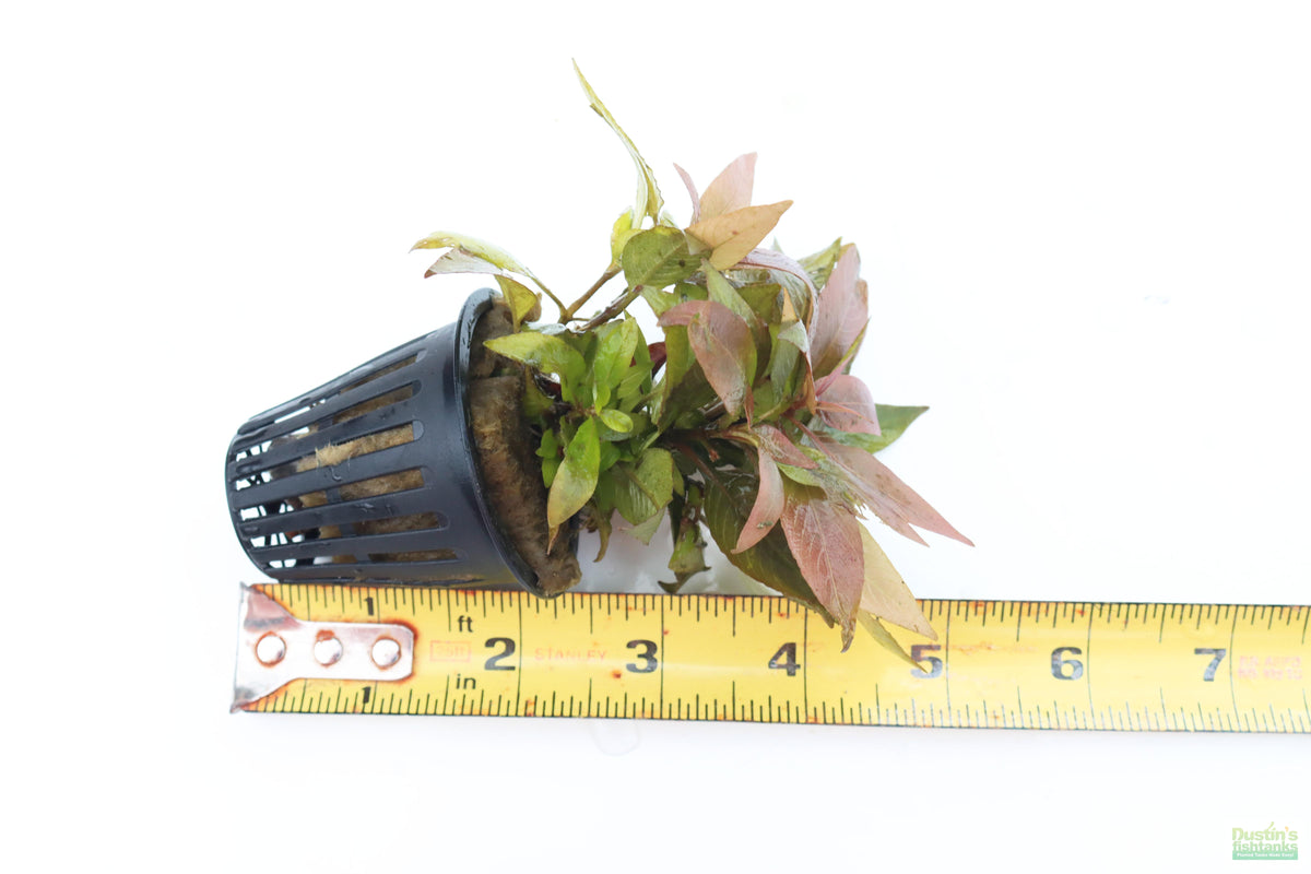 Hygrophila Corymbosa Compacta_super easy low light foreground aquarium plant_aquarium plants for sale