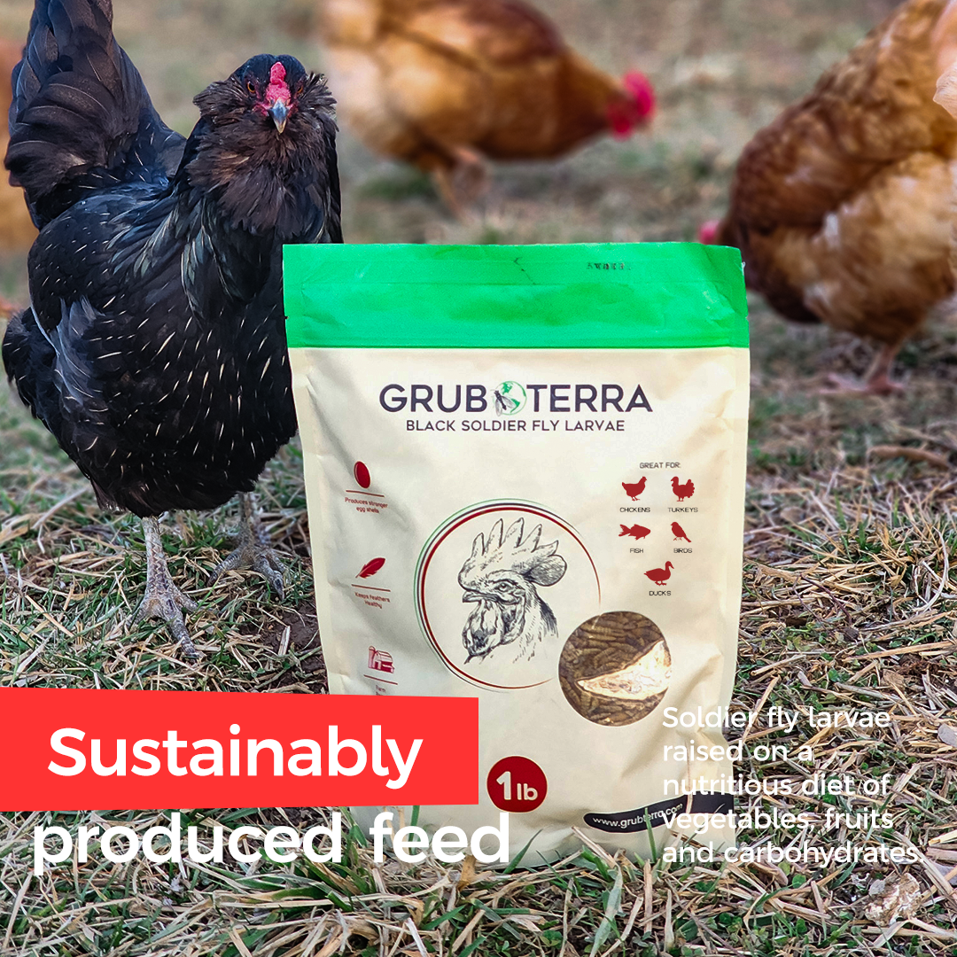 Dried Black Soldier Fly Larvae Bird Treats product image 5