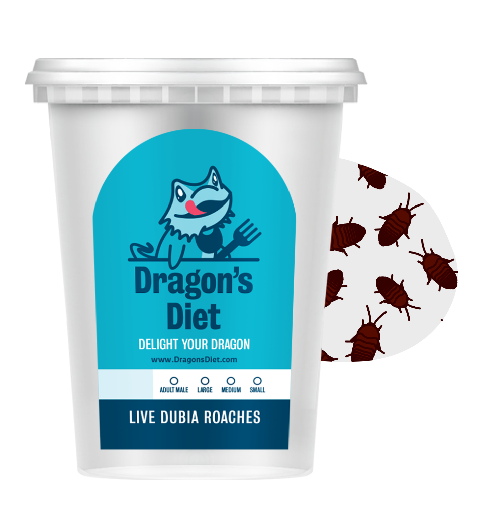Live Gut-Loaded Dubia Roach Feeders, 25 / Adult Male