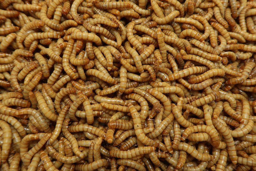 Mealworms for sale