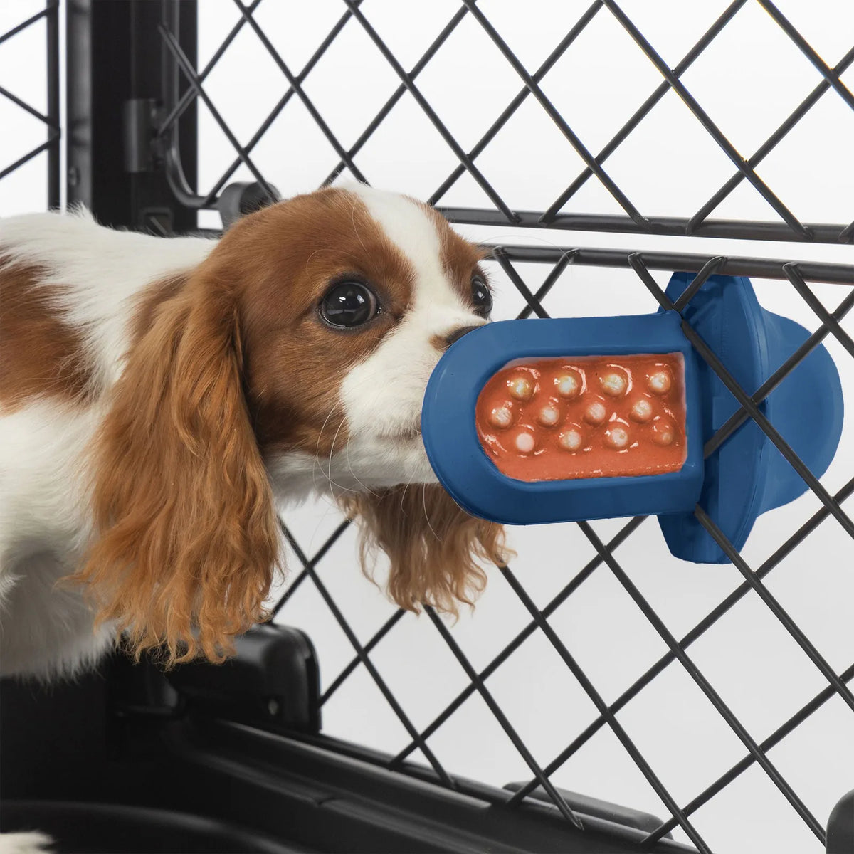 A dog licking a royal blue Groov Training Aid attached to a black dog crate
