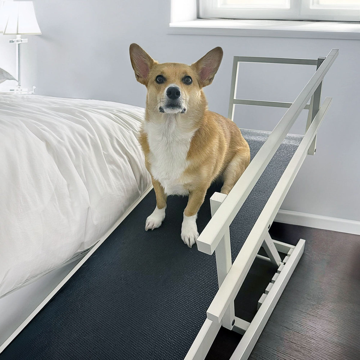 Corgi on dog ramp for bed