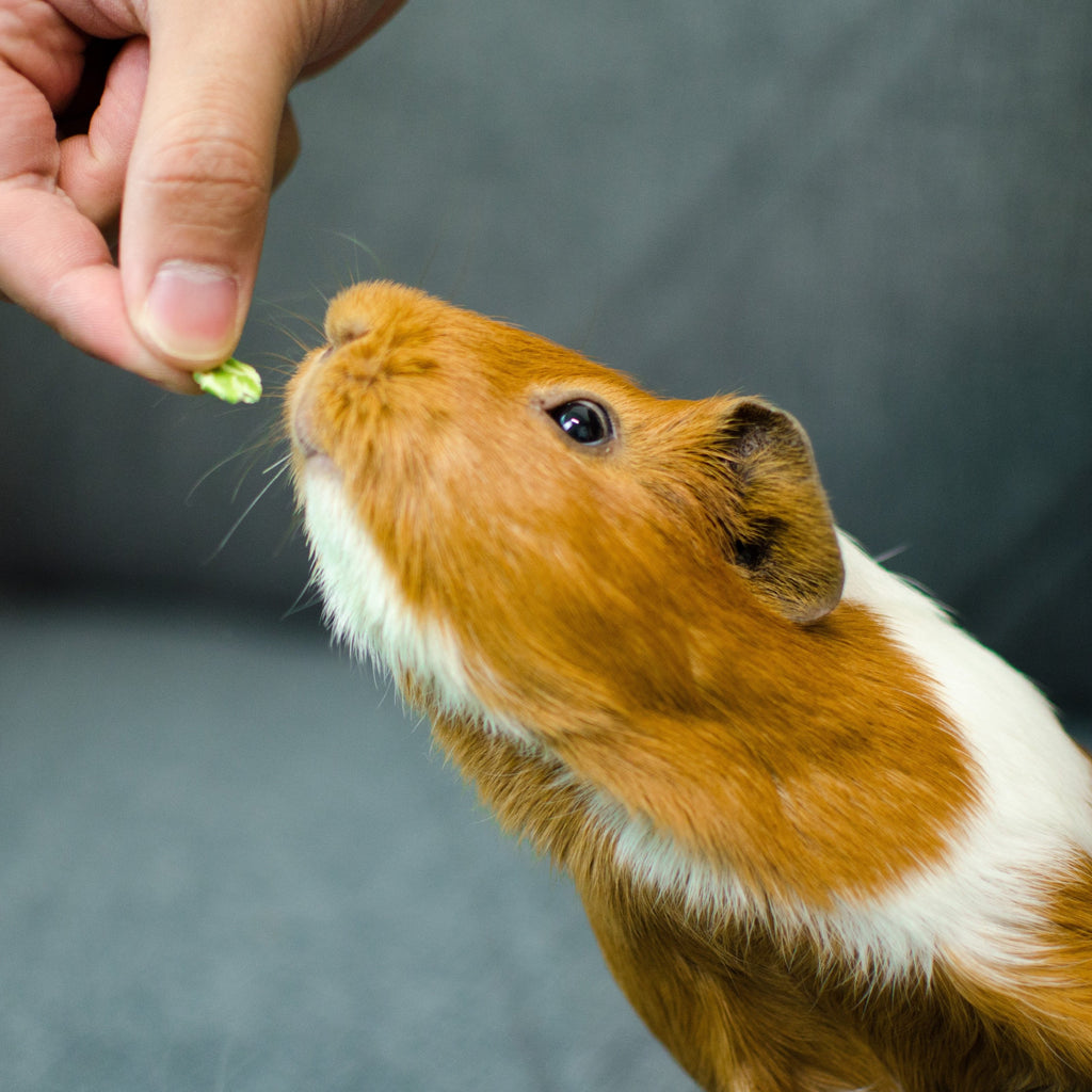 feeding guinea pig treats pea flakes
