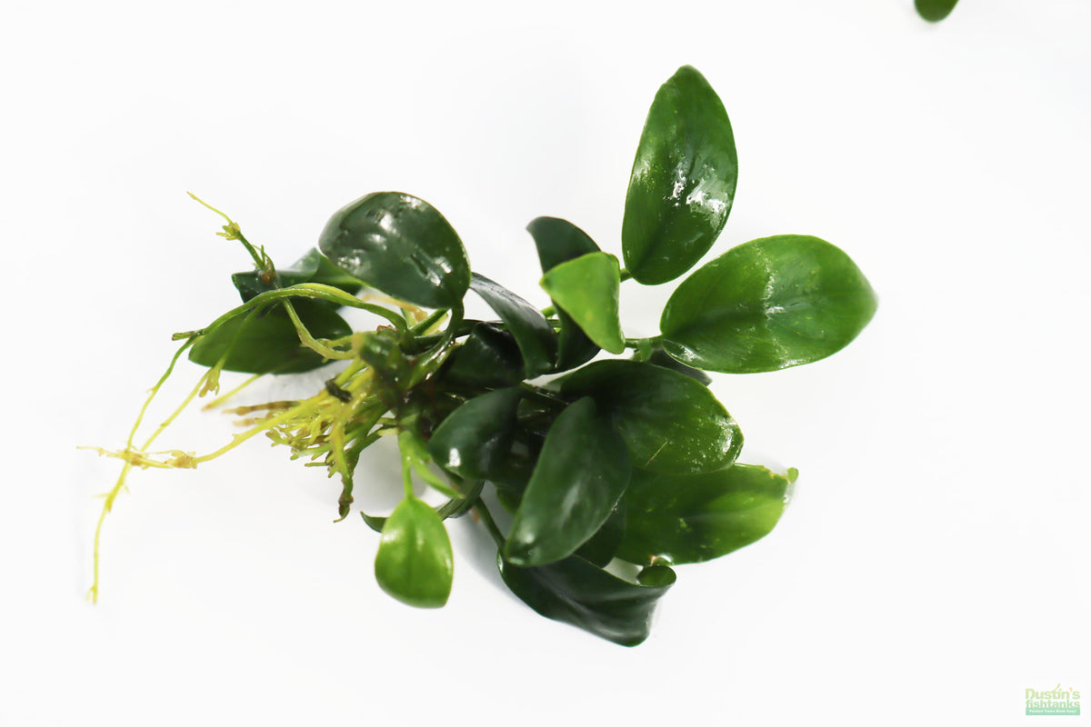 Live Anubias Nana Petite Aquarium Plant product image 48