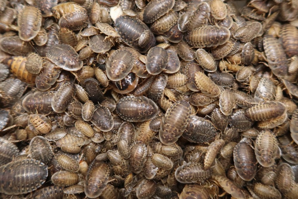 Dubia Roaches For Sale Mixed Sizes