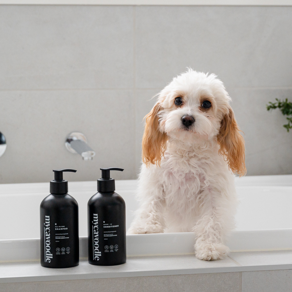 Cavoodle Dog Shampoo product image 5