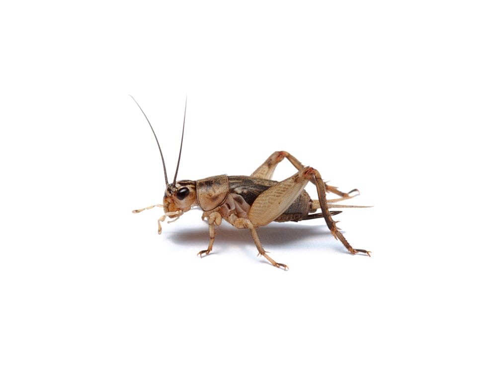 Live Banded Cricket Feeder Insects Extra Small 1/8" / 50 (Cupped) / Cupped
