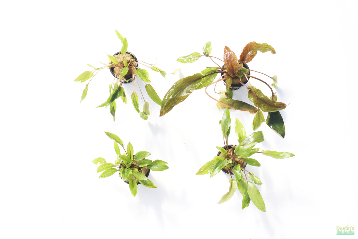 Cryptocoryne Aquarium Plant Pack Regular