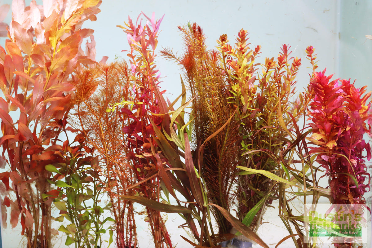 Live Red Aquarium Plant Assortment product image 2
