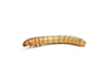 Live Medium Mealworm Feeder Insects, 50
