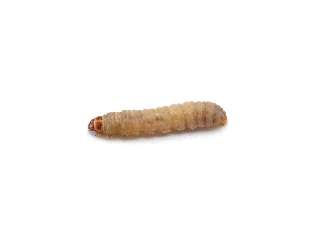 Live Waxworm Feeder Treats, 50