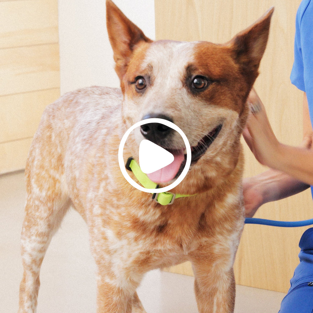 Dog Hip and Joint Support Chews product image 12