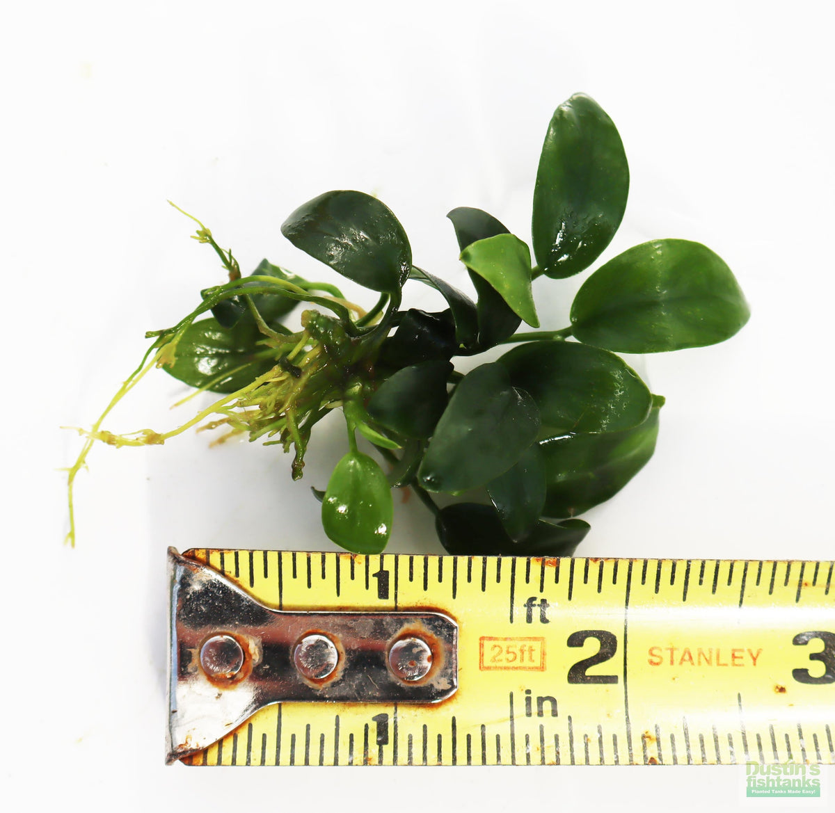 Live Anubias Nana Petite Aquarium Plant, Regular BARE ROOT