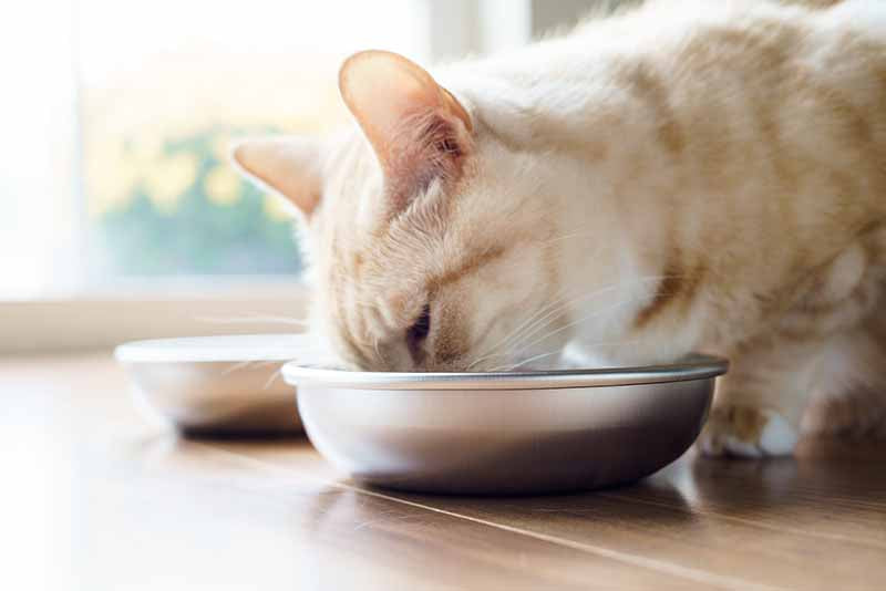 Stainless Steel Cat Bowls 2 Bowls