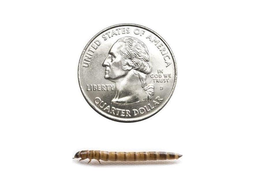 Medium Superworms superworms DubiaRoaches.com