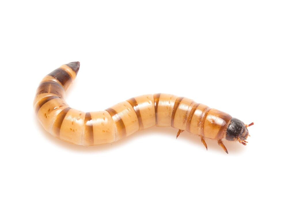 Medium Live Superworm Feeder Insects, 25