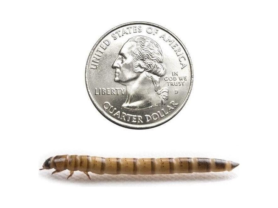 Large Superworms superworms DubiaRoaches.com