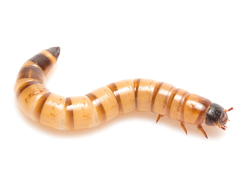 Live Large Superworm Feeder Insects, 25
