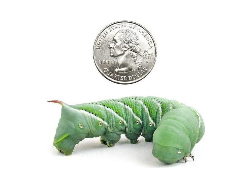 Extra Large Hornworms